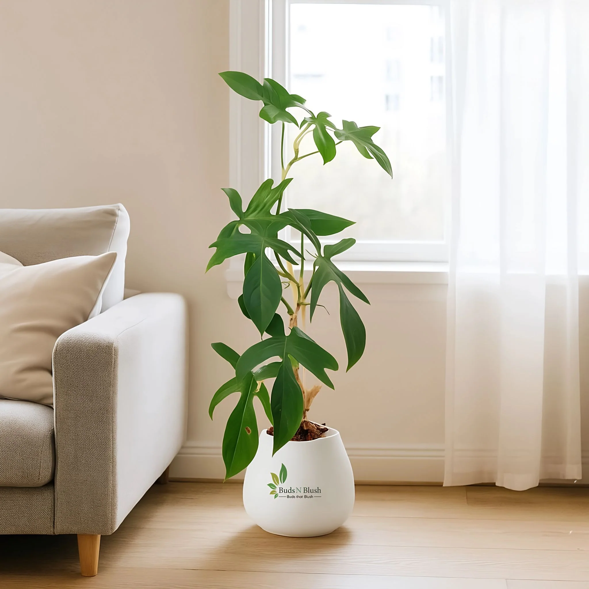 Trending Plants
